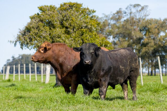 Imagem da raça Angus