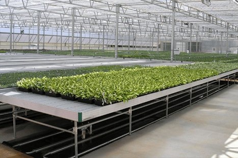 Sistema de subirrigação