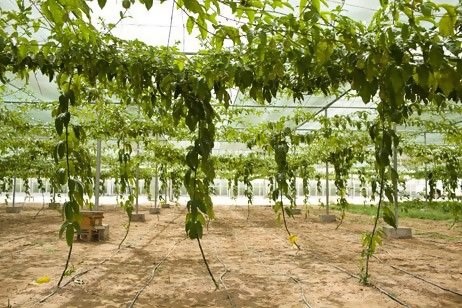Cultivo de maracujá