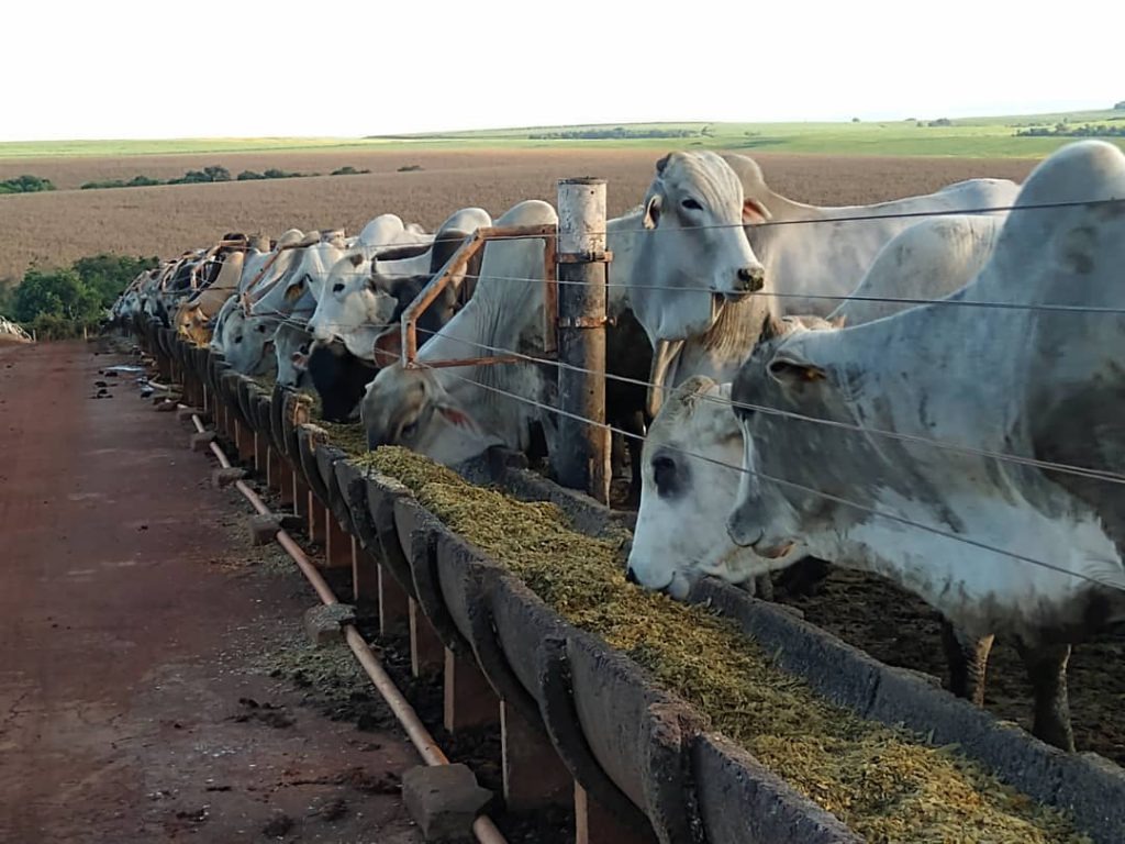 Imagem de bovinos se alimentando