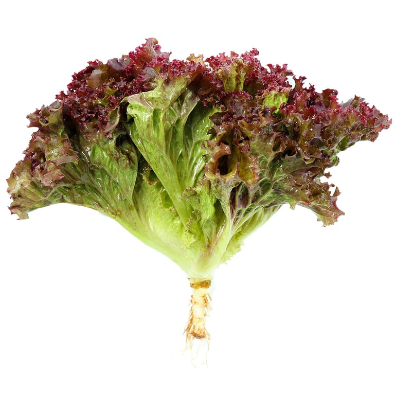 Alface Lollo Rossa