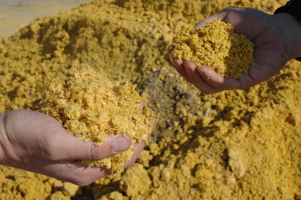 Imagem de bovinos se alimentando