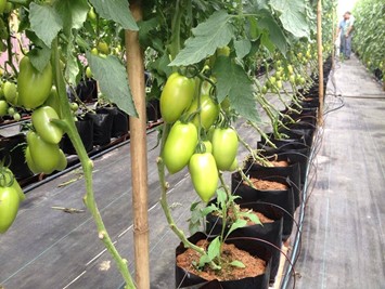 Sistema de substratos