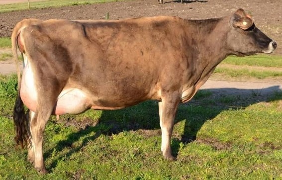 Imagem do gado jersey