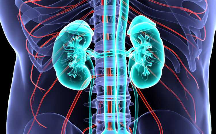 Böbrek Rahatsızlıkları İle İlgili Herhangi Bir Semptom Varsa Ne Yapılmalıdır?