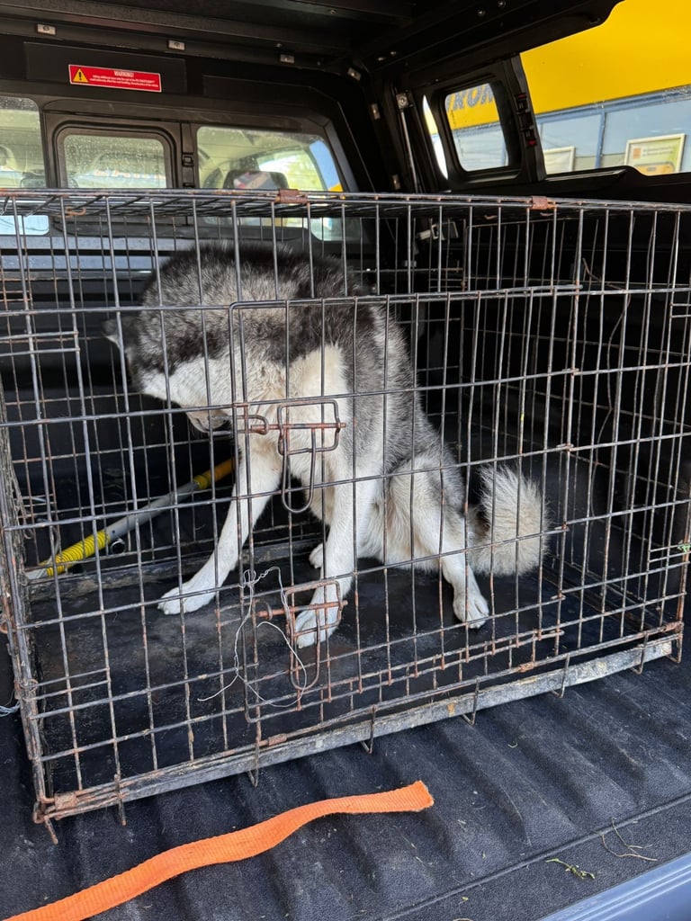 Câine lovit de o mașină, salvat de Serviciul pentru Protecția Animalelor Gorj