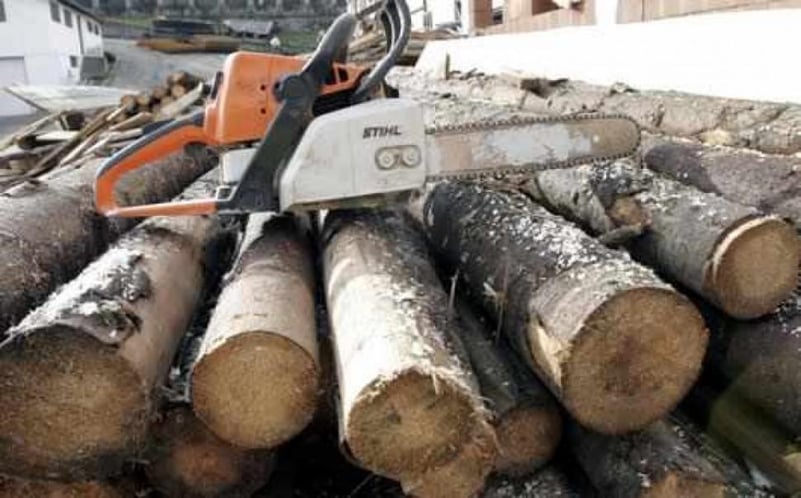 Condamnat la un an și patru luni de închisoare pentru că a tăiat arbori din pădurea lui