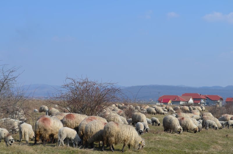 24 de focare de pesta micilor rumegătoare mai sunt active în ţară