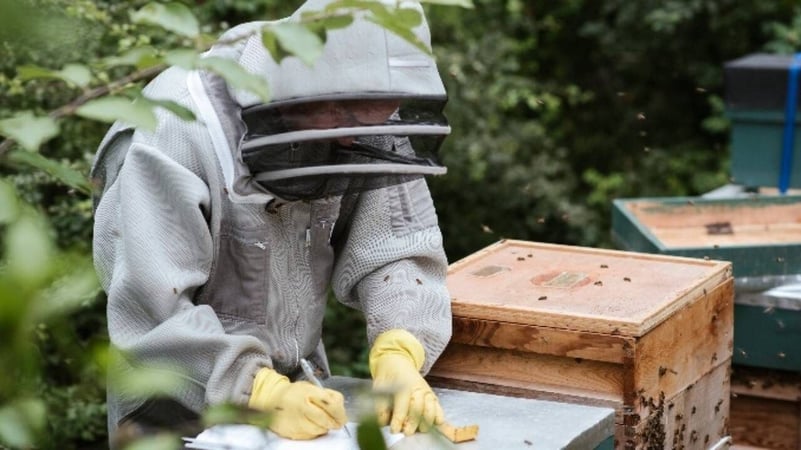 MOZAIC ȘTIRI ECONOMICE: Interesul tinerilor pentru apicultură a scăzut semnificativ în ultimii ani