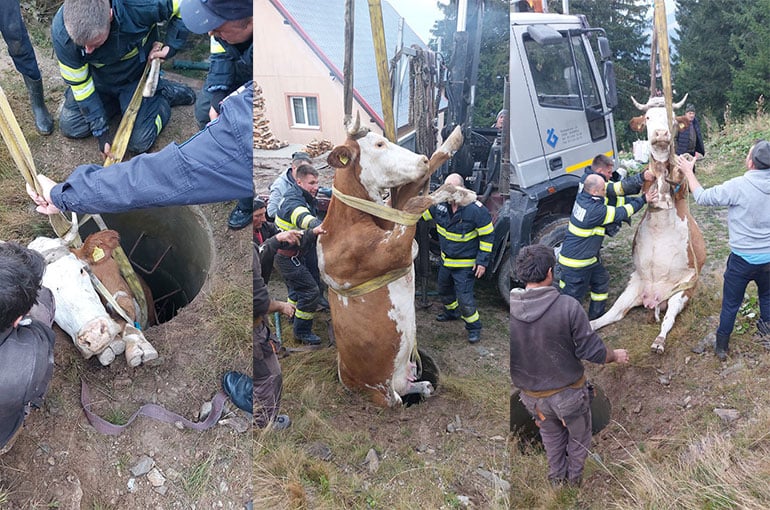 FOTO: O bovină căzută în canalizare la Rânca a avut parte de o salvare spectaculoasă