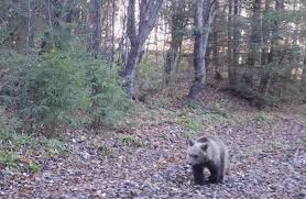 Gorj: 30 de pagube produse de urși și lupi în anul 2024