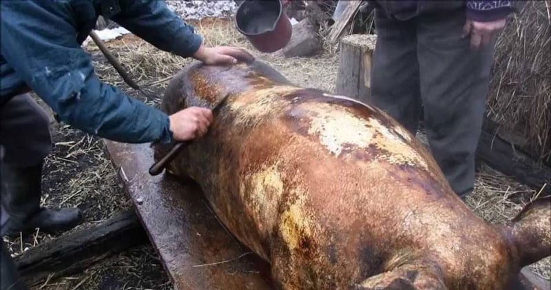 Șeful DSV Gorj: ,,În acest an estimăm că va scădea numărul porcilor sacrificați în gospodării”