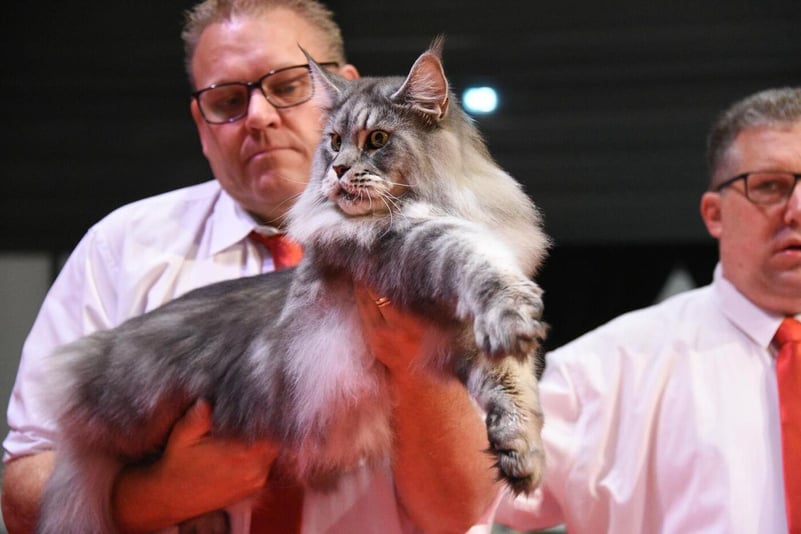 Propunere de weekend – Pisicile din România cu premii internaționale vin pe 25-26 ianuarie la Brașov!
