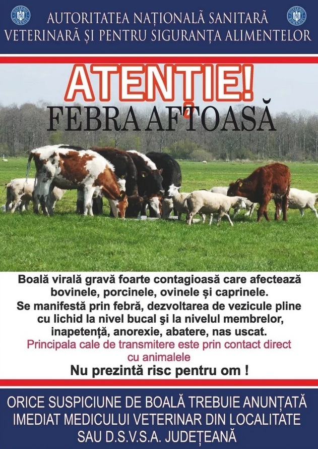 Medicii veterinari, în alertă privind pericolul apariției febrei aftoase
