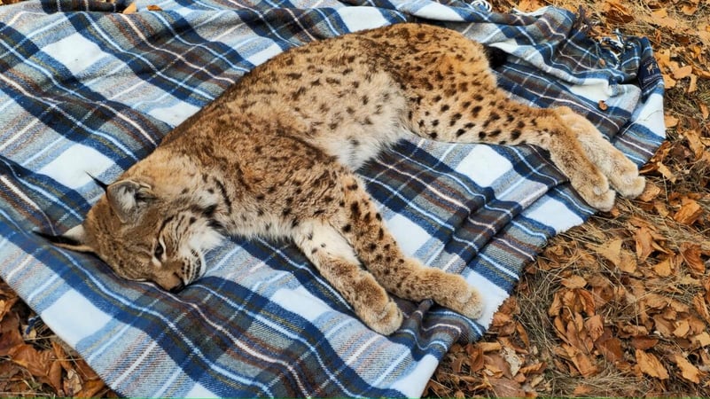 Misiune specială a salvamontiștilor