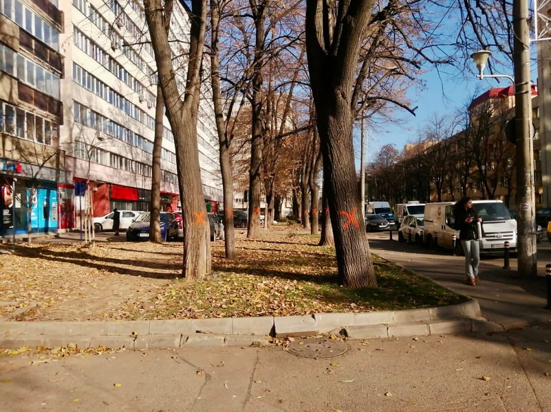 Mai mulți copaci de pe Bd. Lacul Tei vor fi tăiați🌳Grupul de Inițiativă Civică Lacul Tei: Firma a promis că pentru fiecare copac tăiat vor fi plantați alți 10 arbori