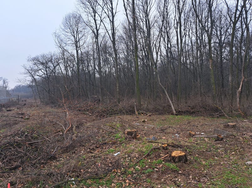 Defrișări „secrete” în Pădurea Băneasa | Primăria Sectorului 1 refuză să transmită dacă s-au depus documentații pentru construcții în zona afectată