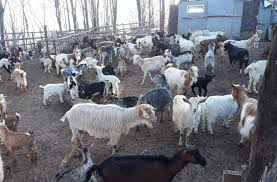 Sprijin pentru aproape 300 de crescători de ovine și caprine