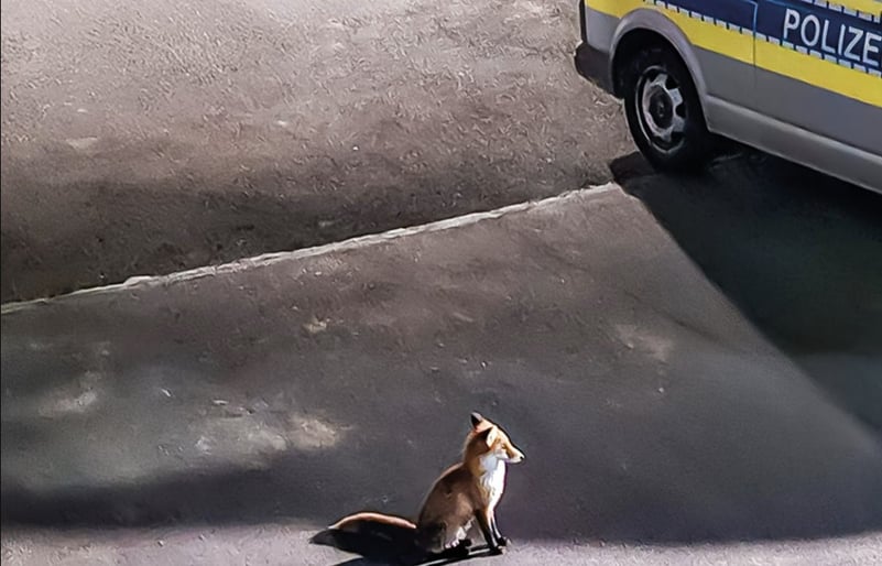 „Dispută aprinsă” între o vulpe și o pisică în fața unei secții de poliție din Germania / Ce s-a întâmplat după