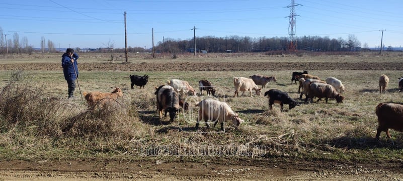 Sprijin financiar de urgență de 248 lei/cap de animal tineret femel ovin/caprin. În ce condiții poate fi obținut