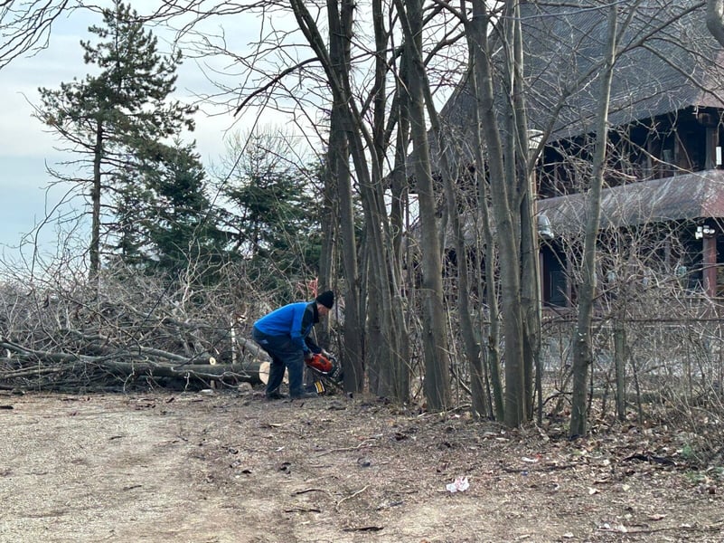 Răspuns oficial de la Poliția Capitalei: Tăierile din IOR nu intră sub incidența noului Cod Silvic. Argumente similare cu cei care taie