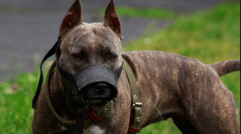 Într-o singură zi, 34 de amenzi au fost aplicate stăpânilor de câini periculoși sau agresivi