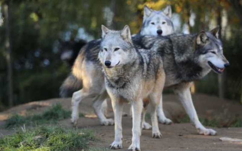 Despăgubiri pentru gospodăriile afectate de atacurile lupilor