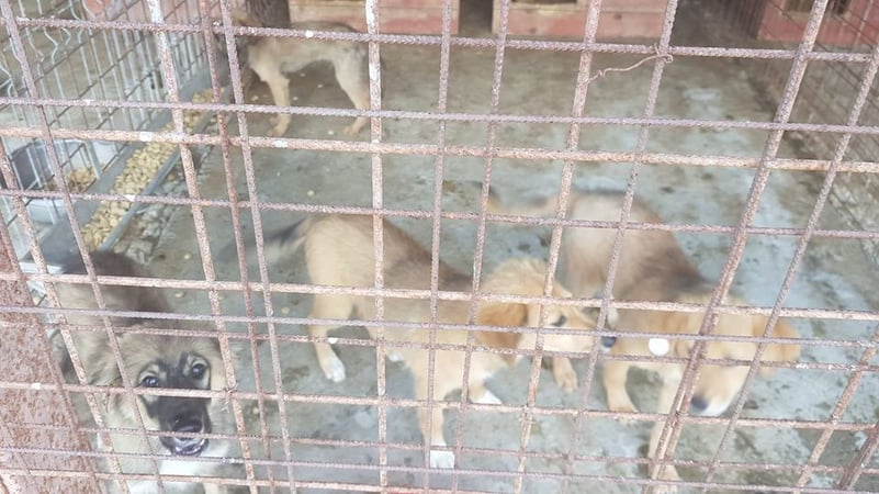 Târg de adopții câini, la sfârșitul săptămânii