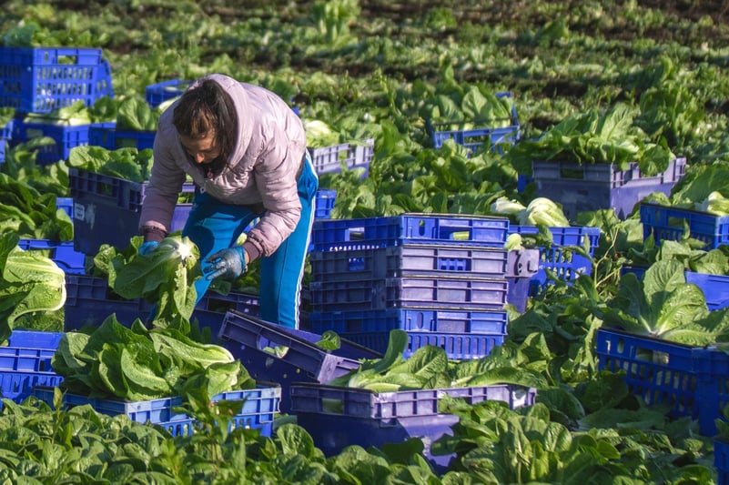 INTERVIU. Ce-i împinge pe români să plece din țară, ce-i motivează să voteze. O cercetătoare explică unde au dat greș banii dați de Ciolacu și Ciucă și rețeta de AUR a lui George Simion