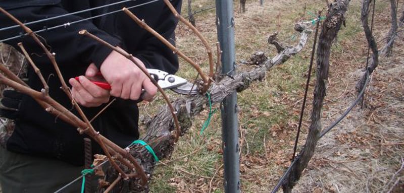 Agricultura pe înțelesul tuturor – Calendarul lucrărilor agricole în luna februarie