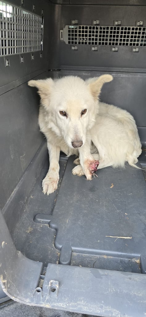 Câine salvat de pe marginea drumului în Dănciulești