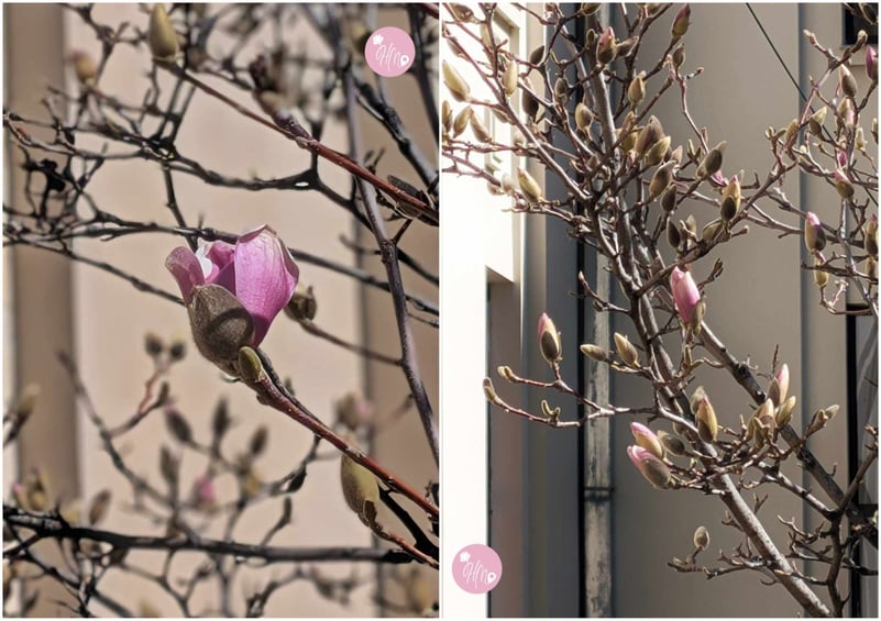 FOTO 🌸 A început sezonul magnoliilor în București. Unde au înflorit timid primele flori de bucurie în nuanțe de mov și roz