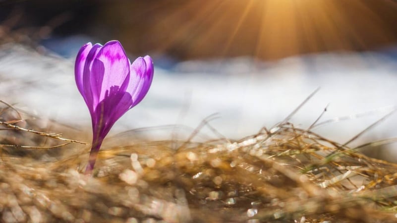 Vremea se încălzește treptat, maximele termice ajungând săptămâna viitoare până la 15 grade Celsius