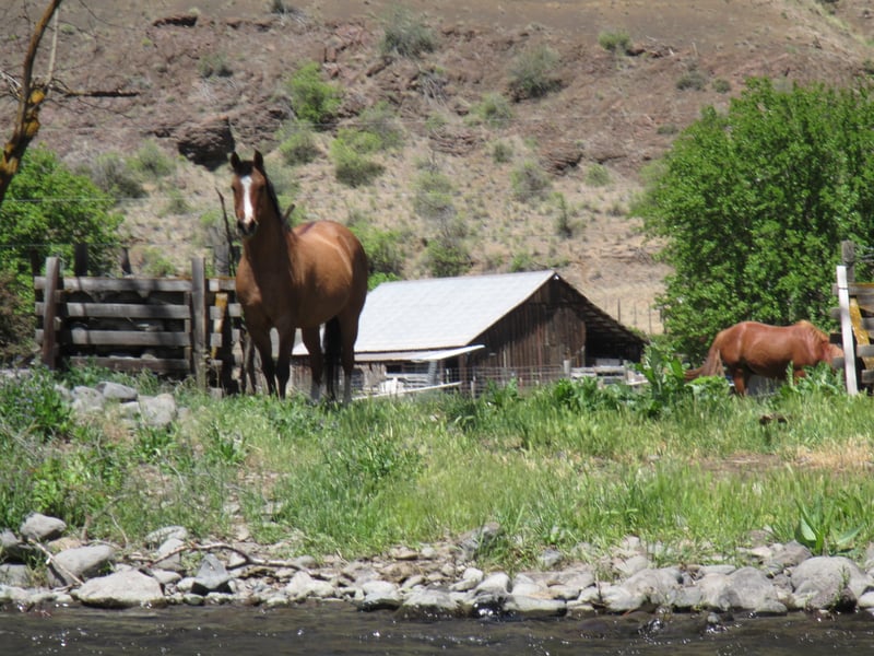 Ranches are the Rule
