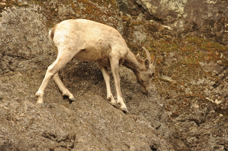 Sheep in Blue Canyon