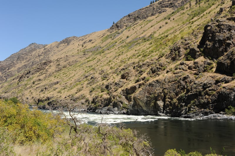 Wild Sheep Rapids Scout