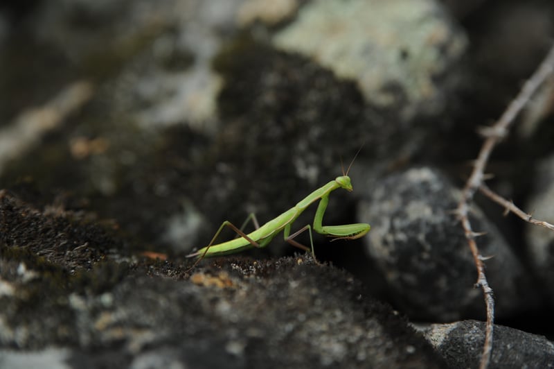 Praying Mantis at Rabbit Creek Camp