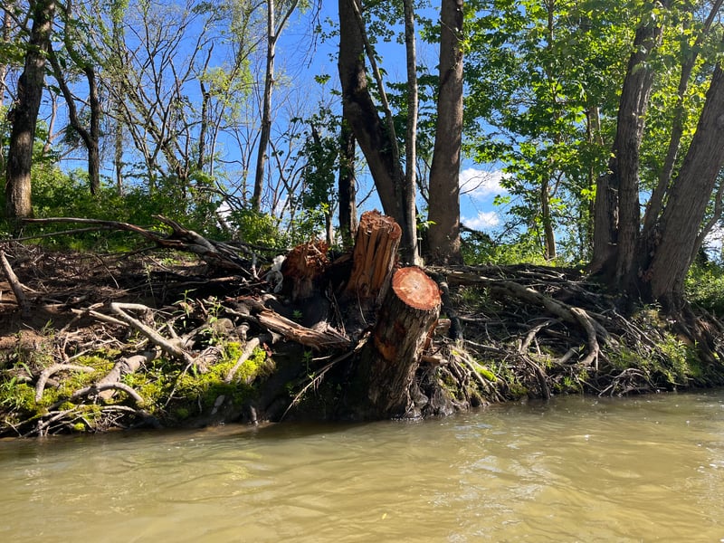 Army Corps Cut Tree
