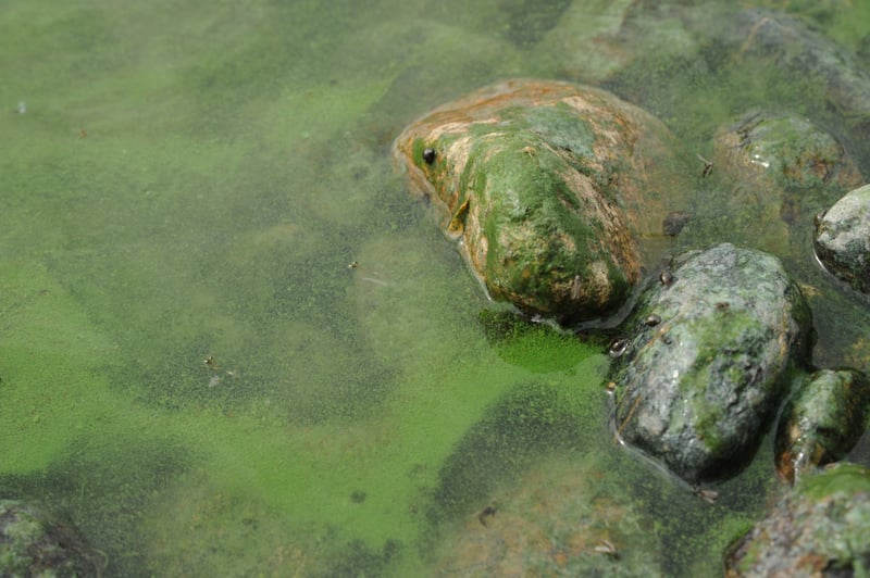 Copco Reservoir Algal Bloom