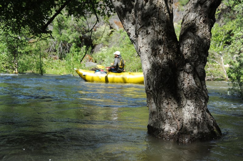 Tree in Wards Canyon