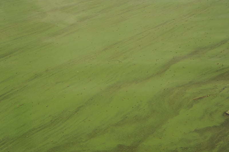 Copco Reservoir Algal Bloom