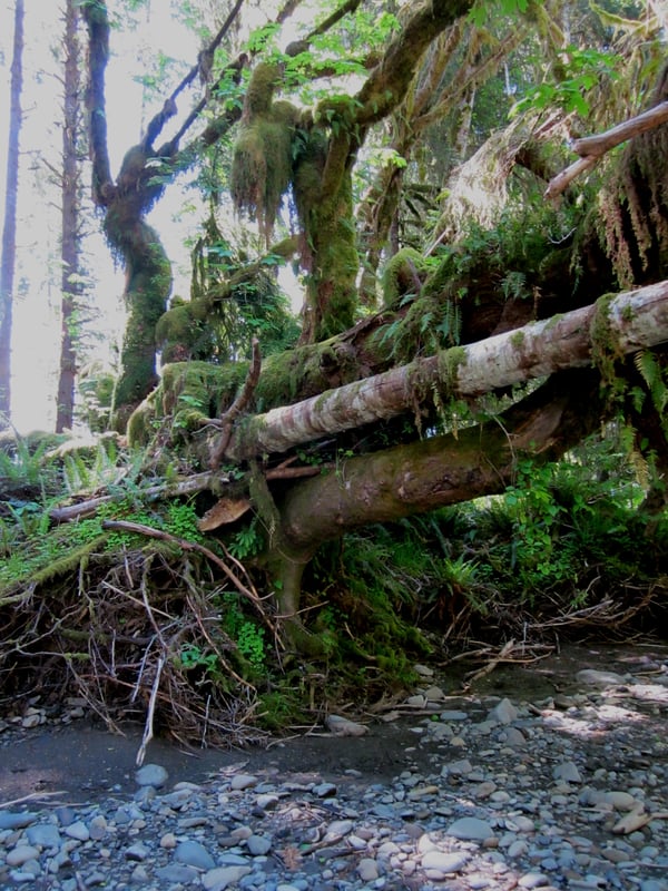 Lots of moss and ferns