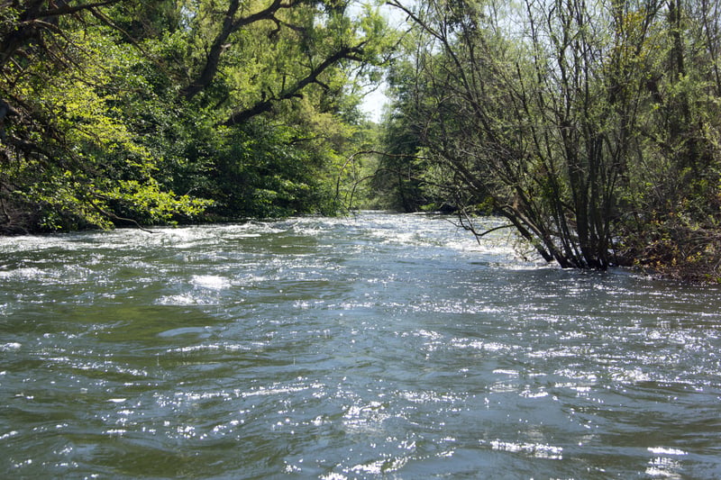 Swiftwater and Trees