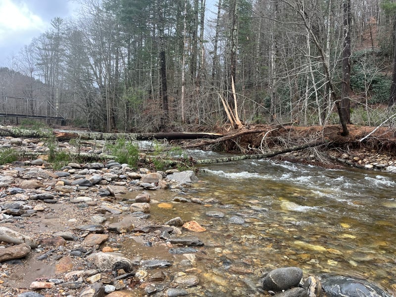 Trees below the Gauge Bridge