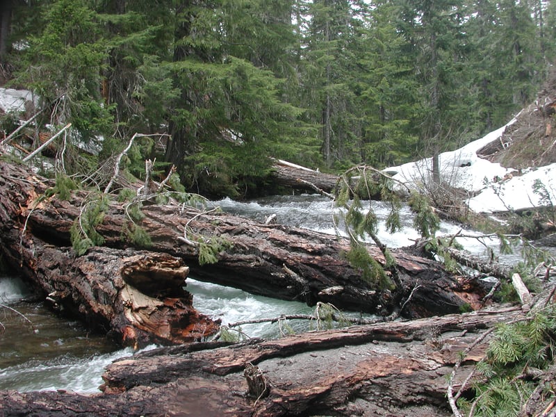 Logs on Goat Creek