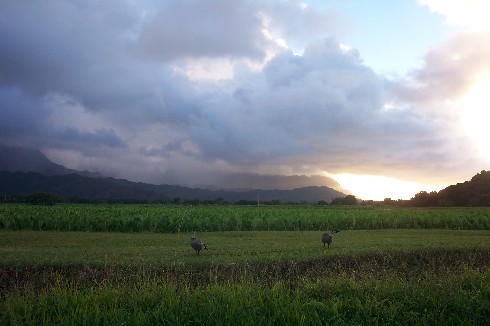 Campos de Taro no rio Hanalei em Kauai, HI