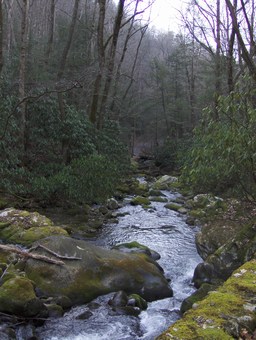 Roaring Fork action