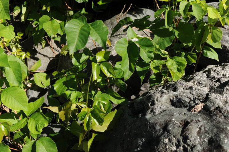 Poison Ivy at Bernard Creek