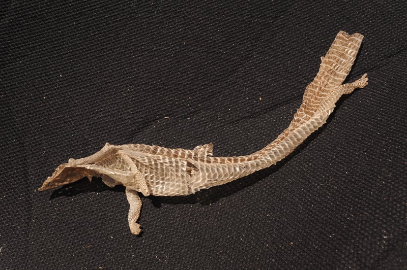 Lizard Skin