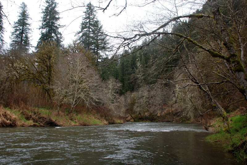 Alsea
